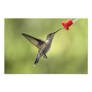 Hummingbird på förlagemataren fototryck