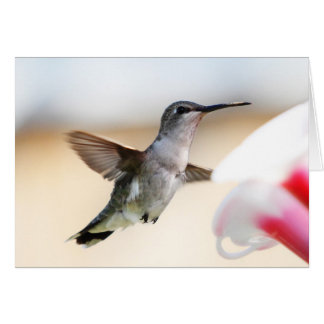 Hummingbird på förlagemataren hälsningskort
