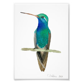 Hummingbird på Gren Fototryck