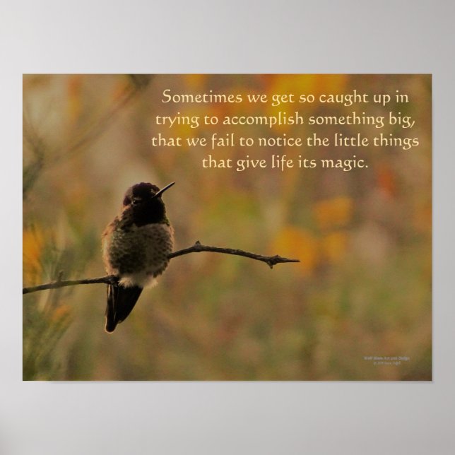 Hummingbird på Gren Gult Grönt Färg Poster (Framsidan)