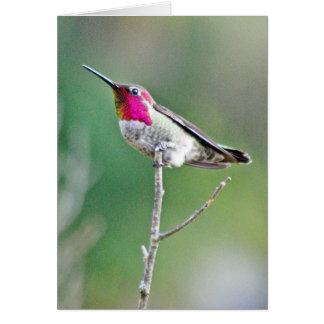 Hummingbird på gren hälsningskort