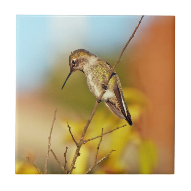 Hummingbird på gren kakelplatta (Framsidan)