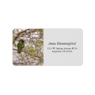 Hummingbird på Gren vårtid Grönt Färg Adressetikett