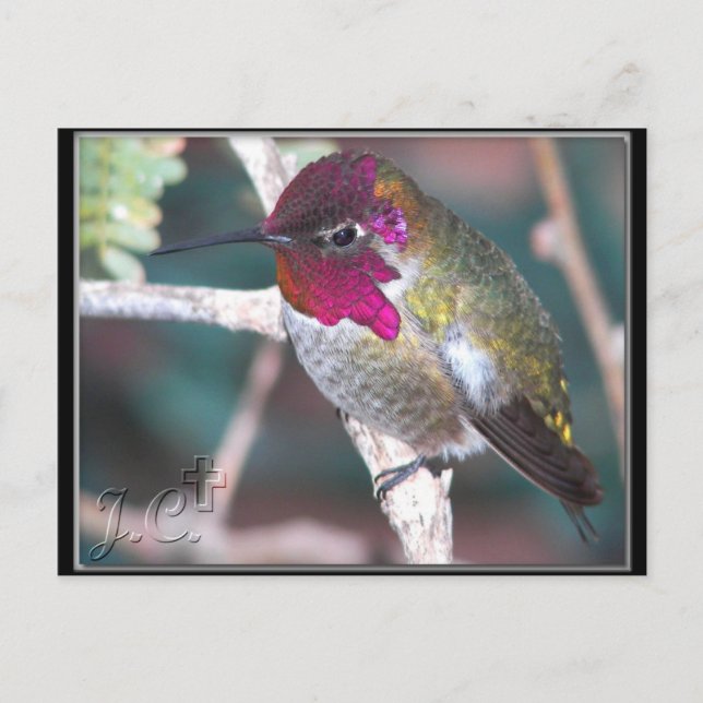 Hummingbird på Gren. Vykort (Framsida)