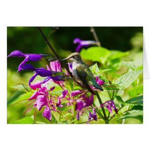 Hummingbird på Hummingbird Mint Hälsningskort