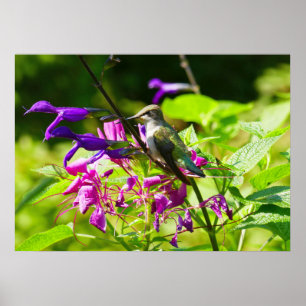 Hummingbird på Hummingbird Mint Poster