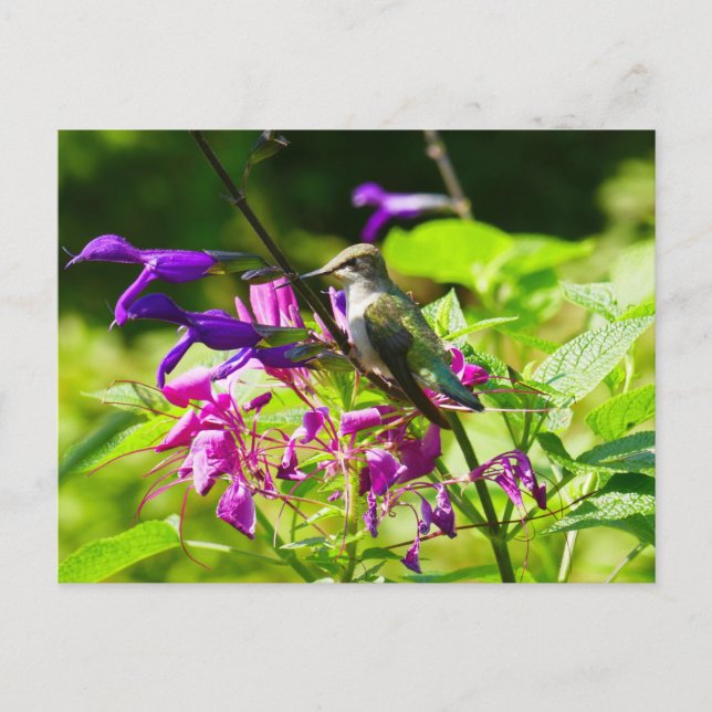 Hummingbird på Hummingbird Mint Vykort (Framsida)