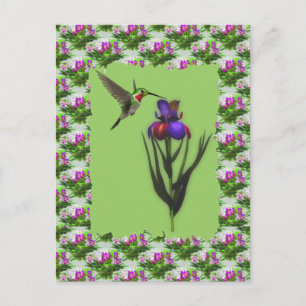 Hummingbird på Iris Flower vycard Vykort