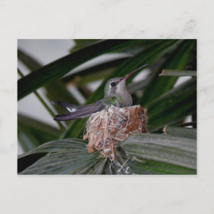 Hummingbird på rede vykort