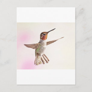Hummingbird på Rosa Vykort