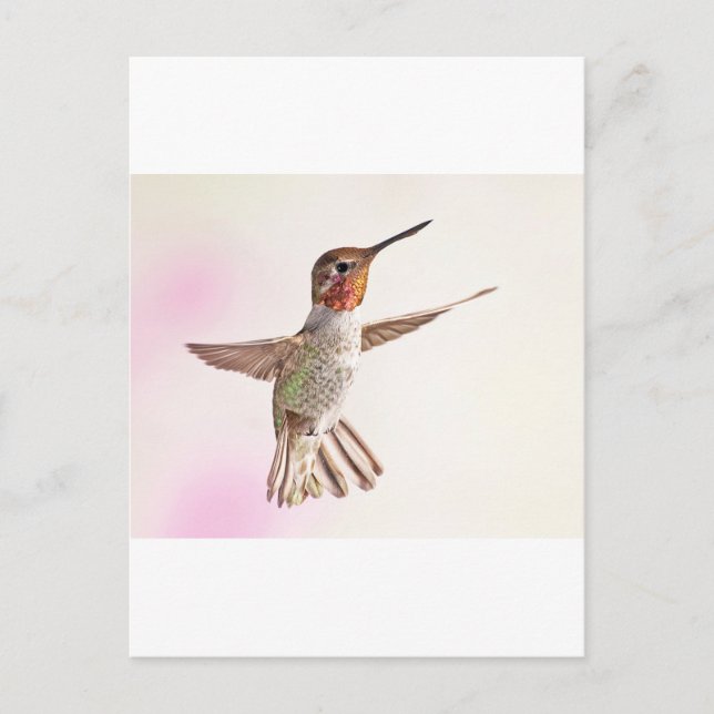 Hummingbird på Rosa Vykort (Framsida)