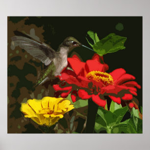Hummingbird på Zinnias Poster