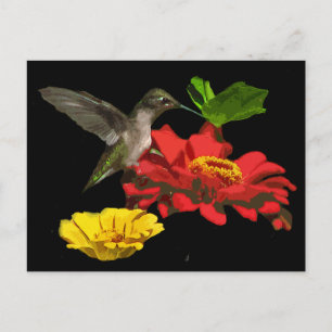 Hummingbird på Zinnias Vykort