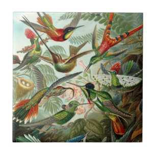 Hummingbird-panel Kakelplatta