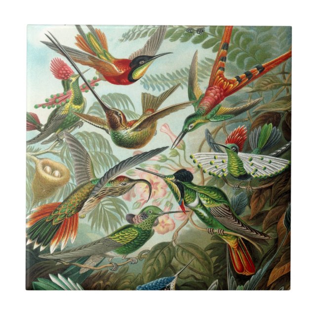 Hummingbird-panel Kakelplatta (Framsidan)