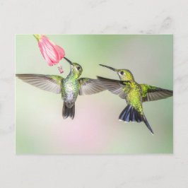 Hummingbird par Flies Side by Side Vykort