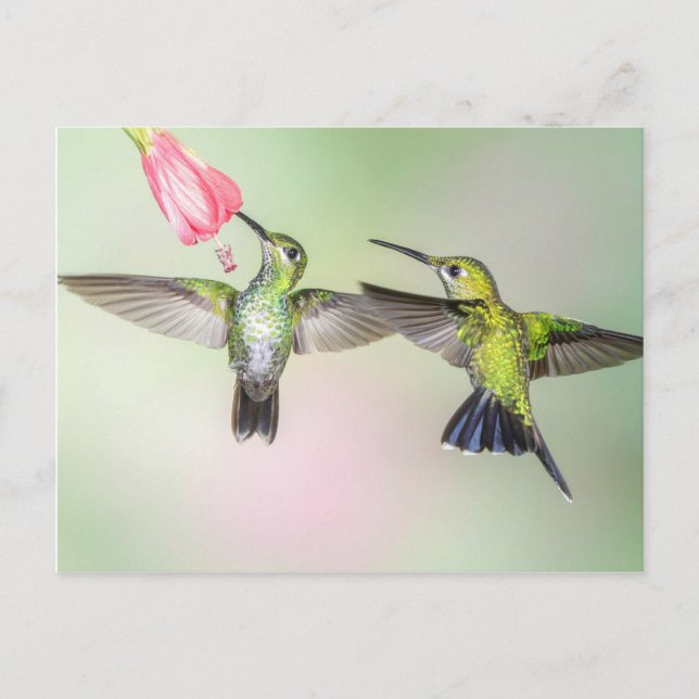 Hummingbird par Flies Side by Side Vykort (Framsida)