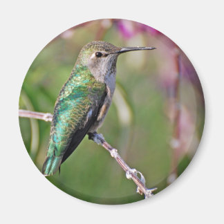 Hummingbird Perch II Magnet