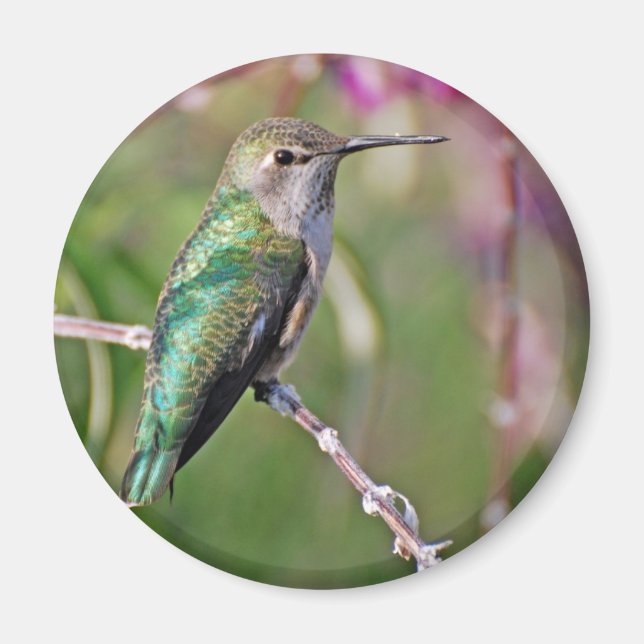 Hummingbird Perch II Magnet (Framsidan)