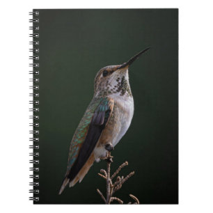 Hummingbird Perched on Gren - Bird Photography Anteckningsbok