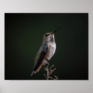 Hummingbird Perched on Gren - Bird Photography Poster