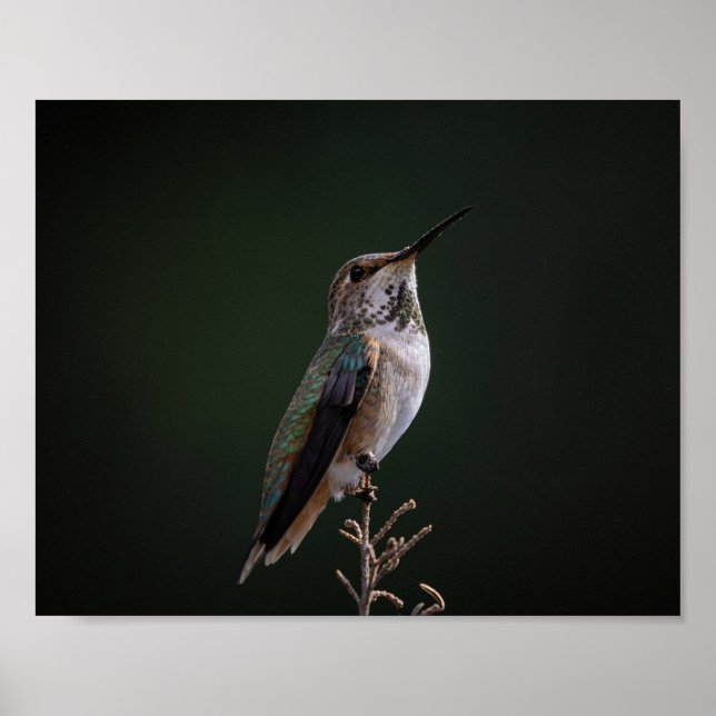 Hummingbird Perched on Gren - Bird Photography Poster (Framsidan)