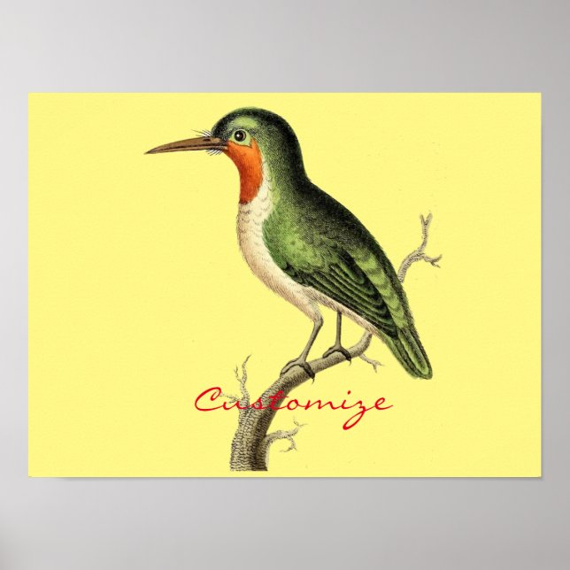 Hummingbird Perched Thunder_Cove Poster (Framsidan)