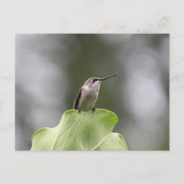 Hummingbird Perching-vykort Vykort