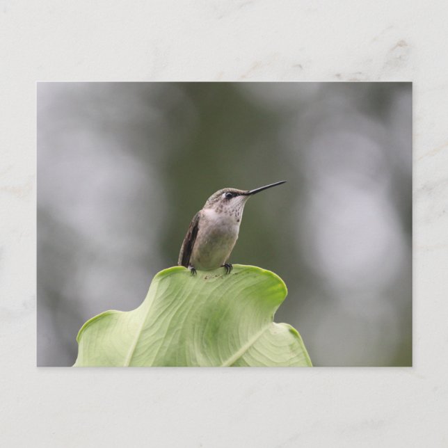 Hummingbird Perching-vykort Vykort (Framsida)