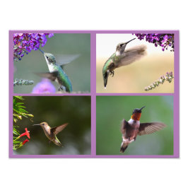 Hummingbird Photo Collage Fototryck
