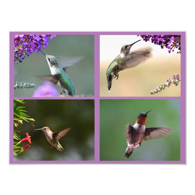 Hummingbird Photo Collage Fototryck (Framsidan)