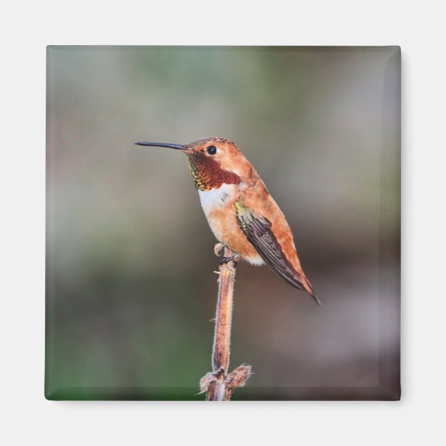 Hummingbird Photo Magnet (Framsidan)