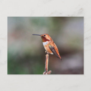 Hummingbird Photo Vykort
