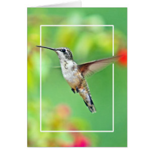 Hummingbird Photograph Hälsningskort