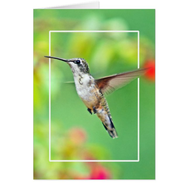 Hummingbird Photograph Hälsningskort (Framsidan)