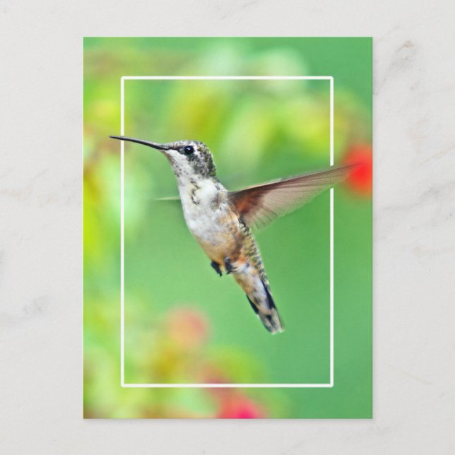 Hummingbird Photograph Vykort (Framsida)