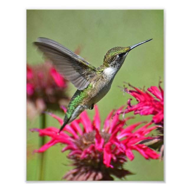Hummingbird Photography Print Photo Print Fototryck (Framsidan)