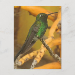 Hummingbird Photography Vykort