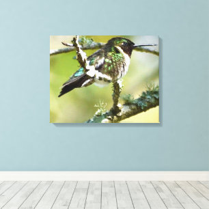 Hummingbird Photography Wall decor Canvas