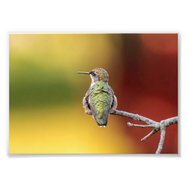 Hummingbird Pose Photo Print Fototryck (Framsidan)