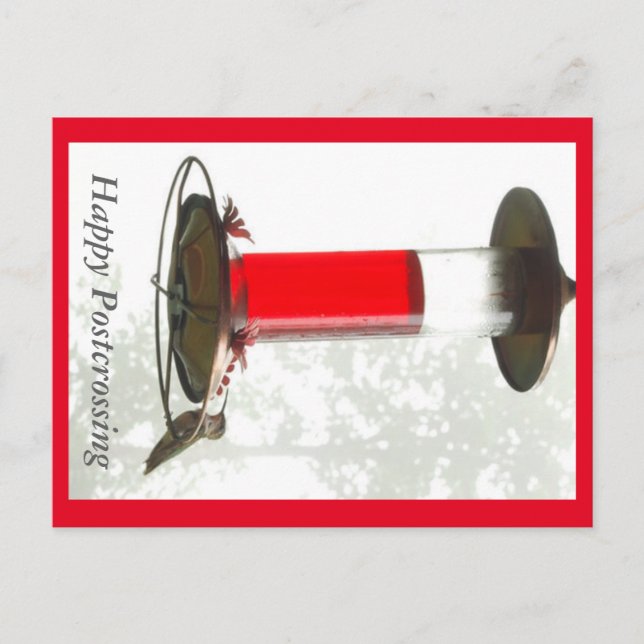 Hummingbird Postcross vyong vycard Vykort (Framsida)