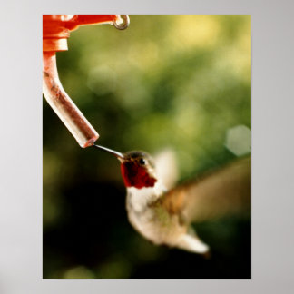Hummingbird Poster