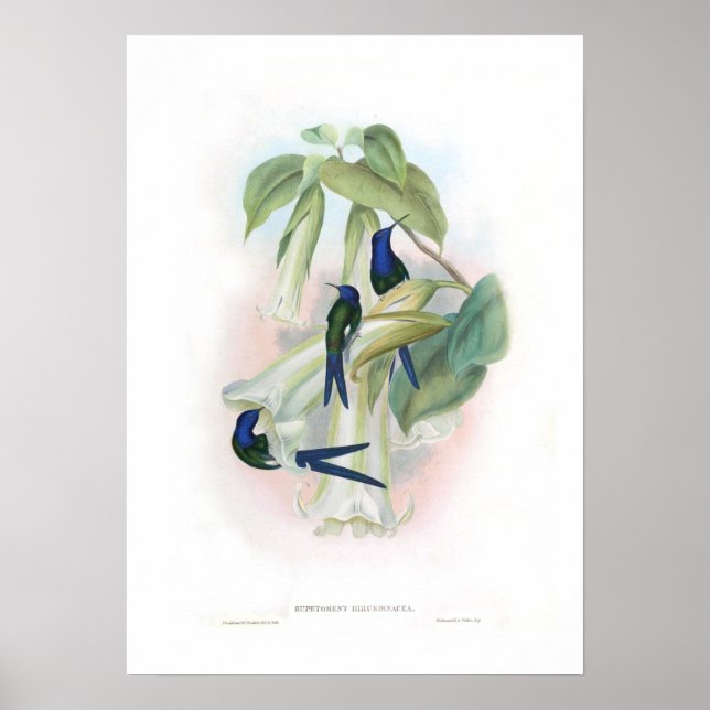 Hummingbird Poster (Framsidan)