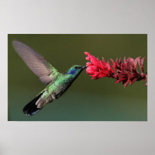Hummingbird Poster