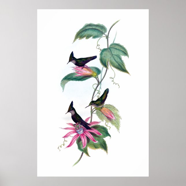 Hummingbird poster (Framsidan)