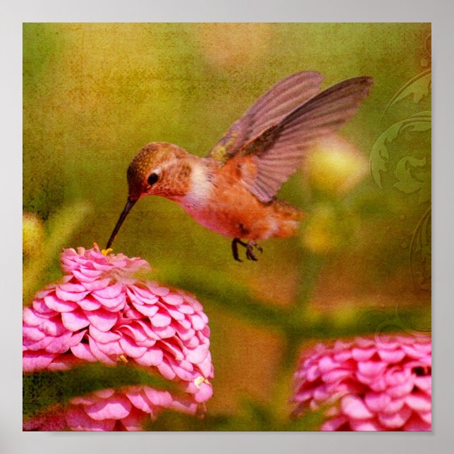 Hummingbird Poster (Framsidan)