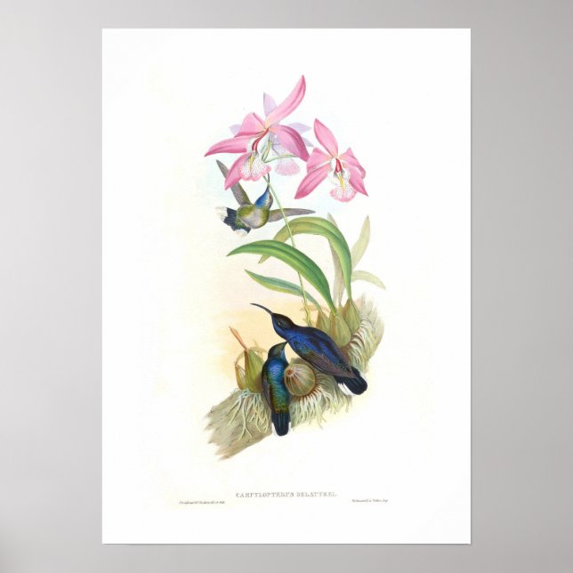 Hummingbird Poster (Framsidan)