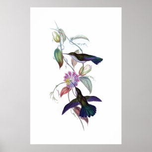 Hummingbird poster
