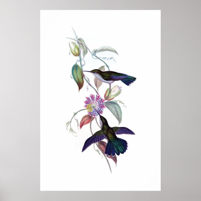 Hummingbird poster (Framsidan)
