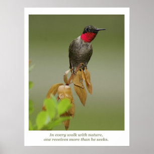 Hummingbird Poster